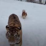 Tigru siberian crescut la curte în Dâmbovița. Nu mai știe lumea ce să mai crească în bătătură ca să taie de Crăciun