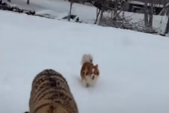 Tigru siberian crescut la curte în Dâmbovița. Nu mai știe lumea ce să mai crească în bătătură ca să taie de Crăciun