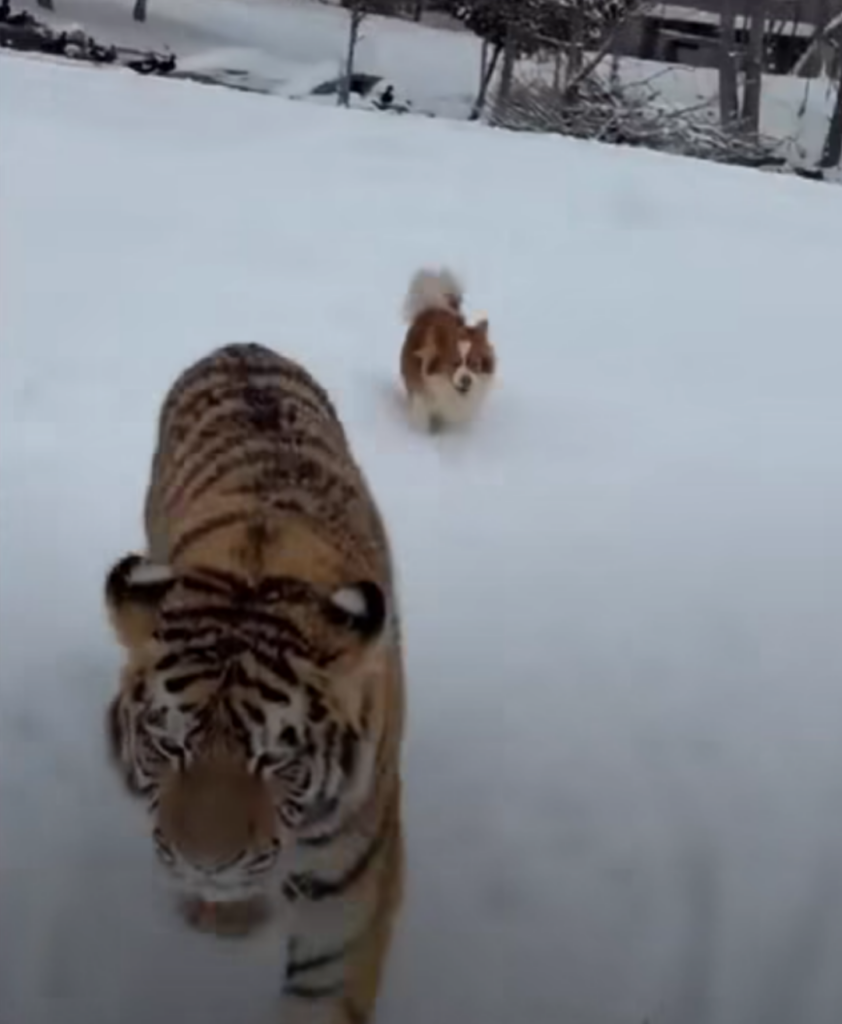 Tigru siberian crescut la curte în Dâmbovița. Nu mai știe lumea ce să mai crească în bătătură ca să taie de Crăciun