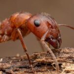 O specie de furnici practică amputări chirurgicale pentru a-și salva surorile infectate